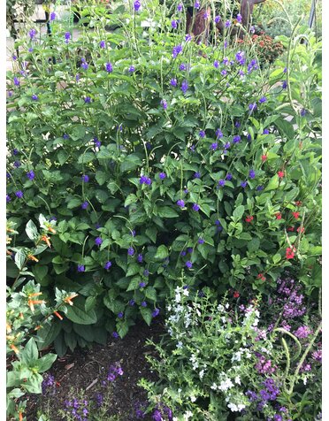 PORTERWEED, 'BLUE', 1G