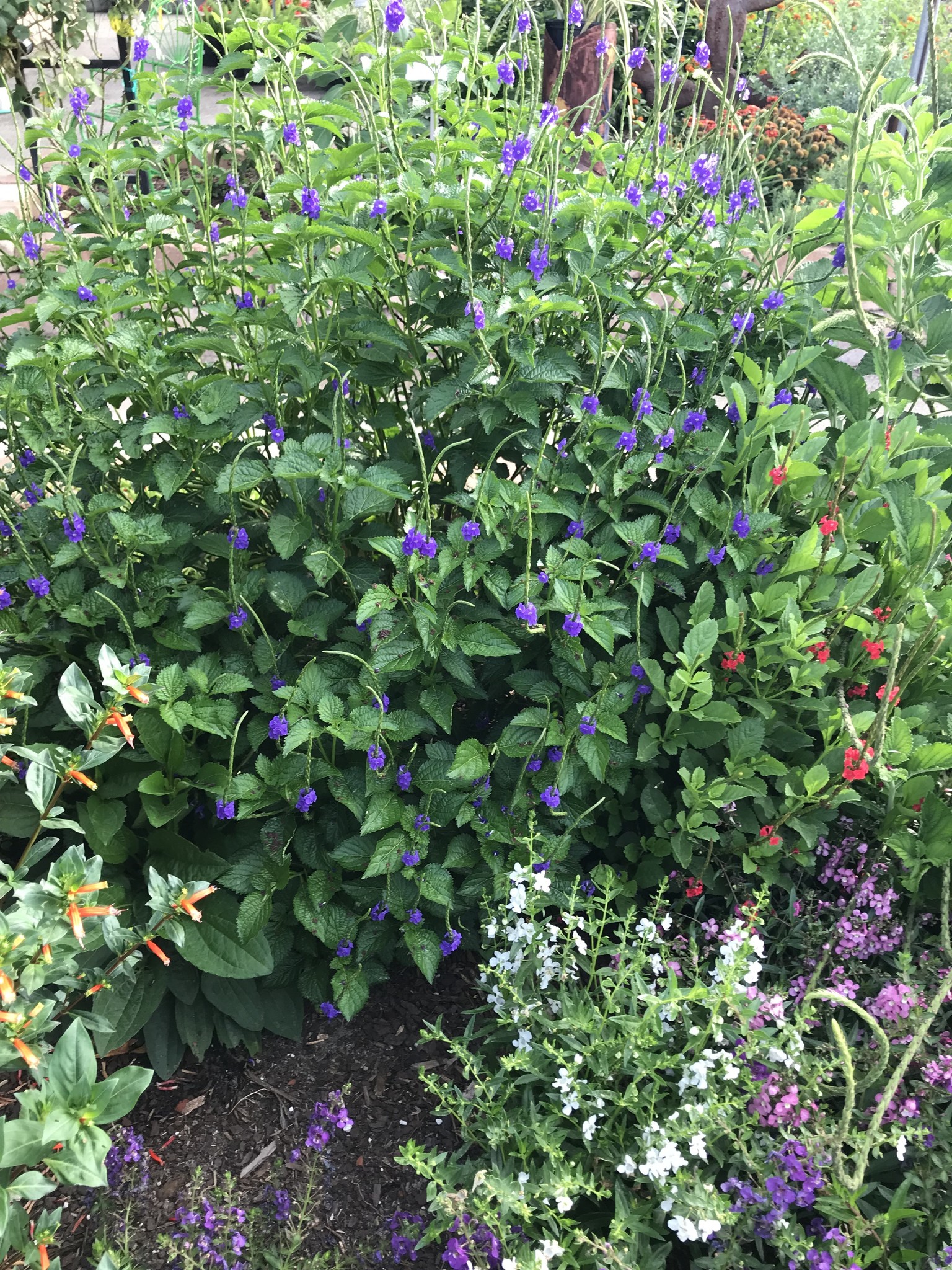 'BLUE' PORTERWEED PLANT, 1 GALLON