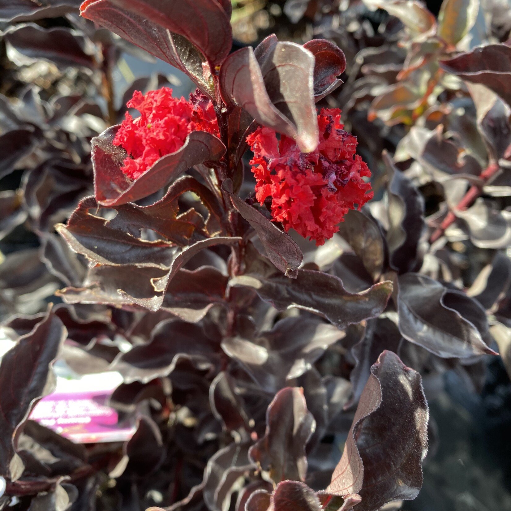 CRAPE MYRTLE, 'EBONY FLAME', 3G (black leaves red flowers)