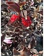 'EBONY FLAME' CRAPE MYRTLE PLANT, 3 GALLON