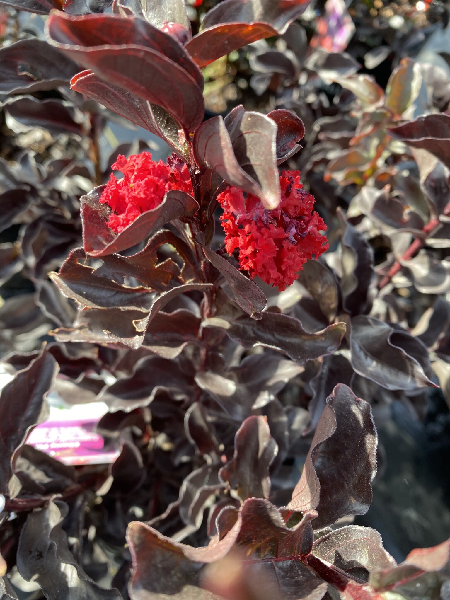 'EBONY FLAME' CRAPE MYRTLE PLANT, 3 GALLON