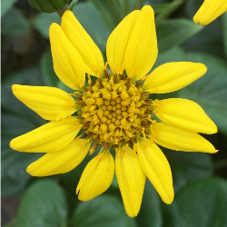 'GIANT LEOPARD' FARFUGIUM, 3 GALLON