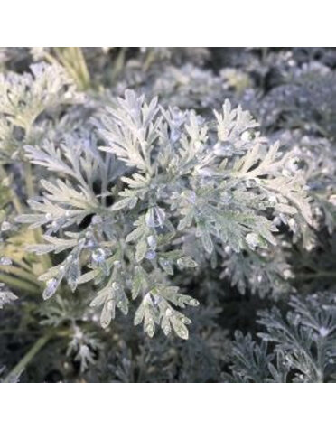 ARTEMESIA, (Wormwood) 'POWIS CASTLE', 1G*