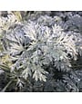 'POWIS CASTLE' ARTEMISIA (WORMWOOD), 1 GALLON