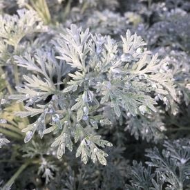 'POWIS CASTLE' ARTEMISIA (WORMWOOD), 1 GALLON
