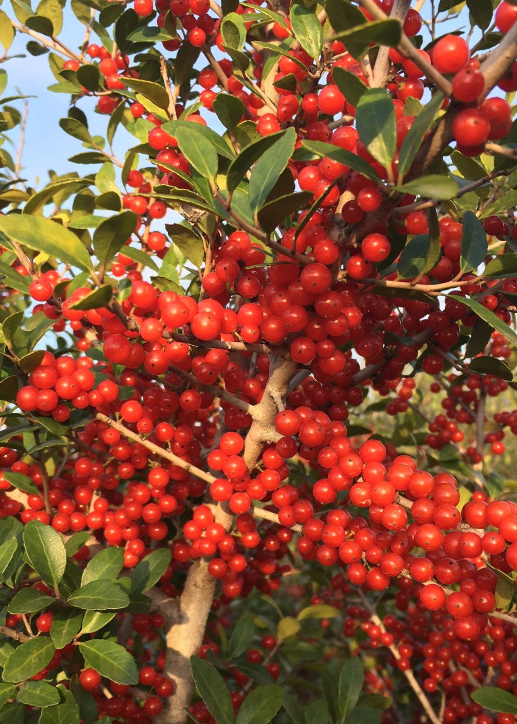 'PRIDE OF HOUSTON' YAUPON HOLLY 15 G GROWERS OUTLET WILLIS, TEXAS