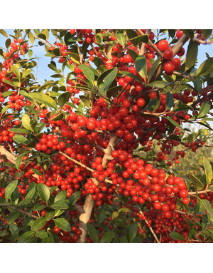 Holly 'Pride of Houston' 15G
