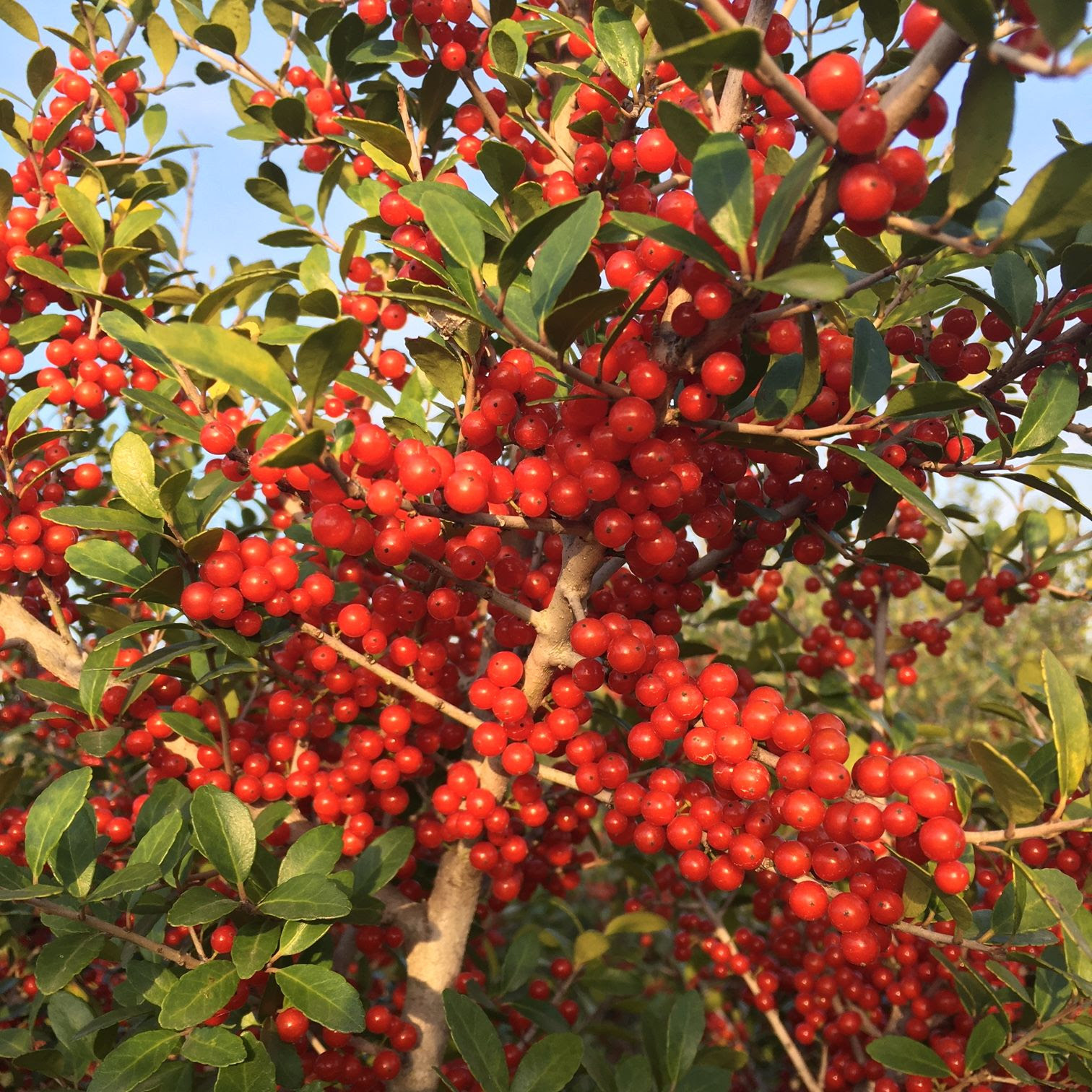 Pride of Houston Yaupon Holly 15 Gallon - Ilex vomitoria 'Pride of Houston'