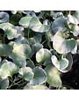 DICHONDRA, 'SILVER FALLS', 1G