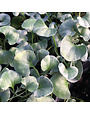 SILVER FALLS DICHONDRA, 1 GALLON