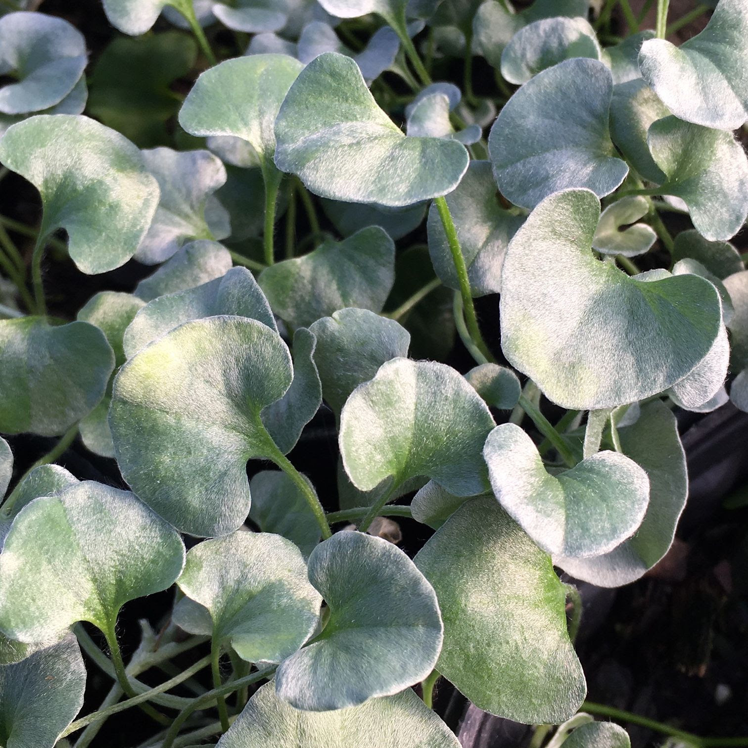 SILVER FALLS DICHONDRA, 1 GALLON