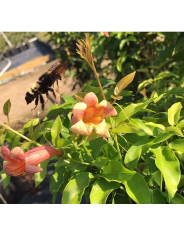 Crossvine 'Tangerine Beauty' 5G