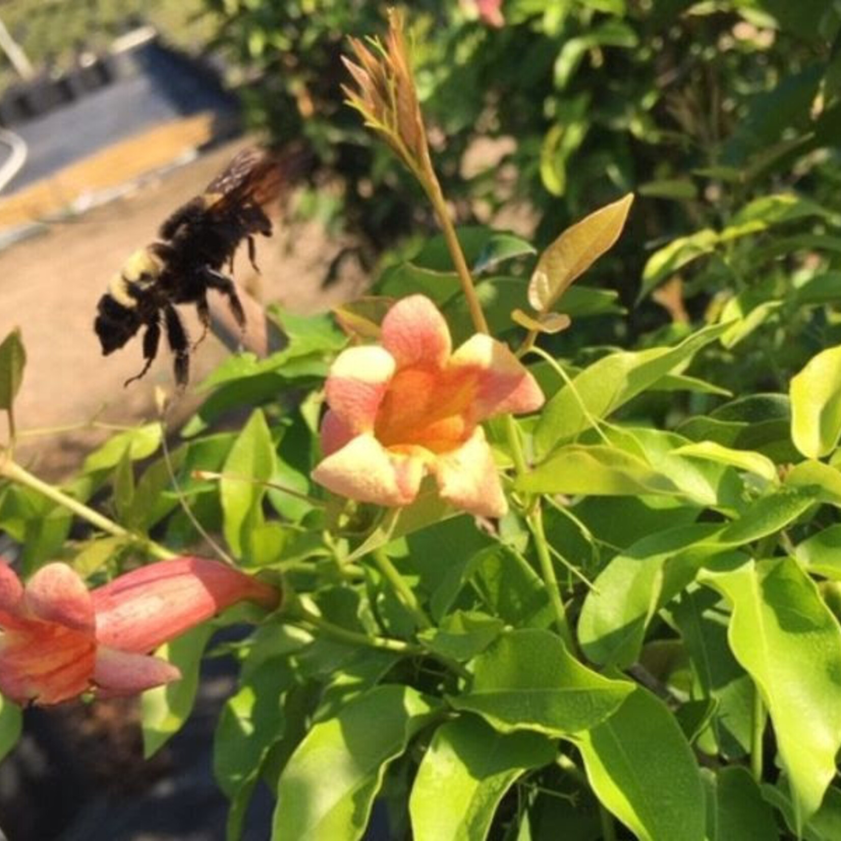 CROSSVINE, 'TANGERINE BEAUTY', 1G