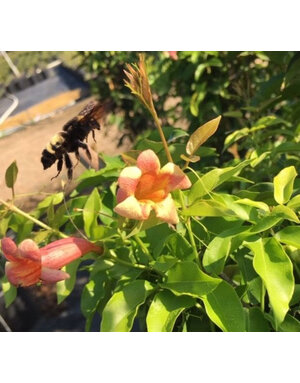 CROSSVINE, 'TANGERINE BEAUTY', 1G*