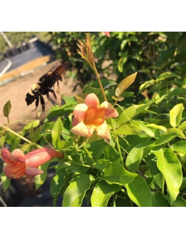 CROSSVINE, 'TANGERINE BEAUTY', 1G*