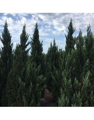 Juniper 'Blue Point' 15G