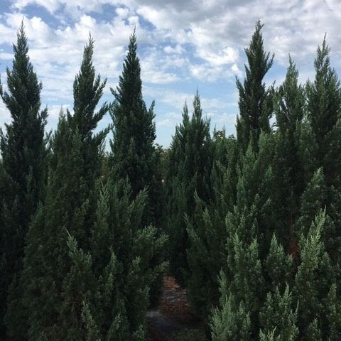 Blue Point Juniper 15 Gallon - Juniperus chinensis 'Blue Point'