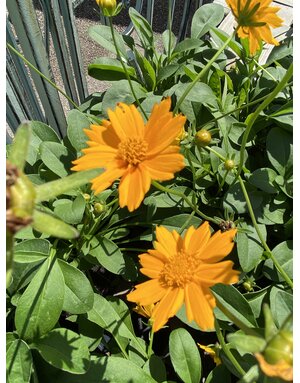 COREOPSIS, 'NANA', 1G