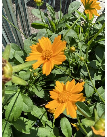 COREOPSIS, 'NANA', 1G