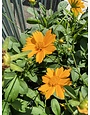 'NANA' COREOPSIS, 1 GALLON