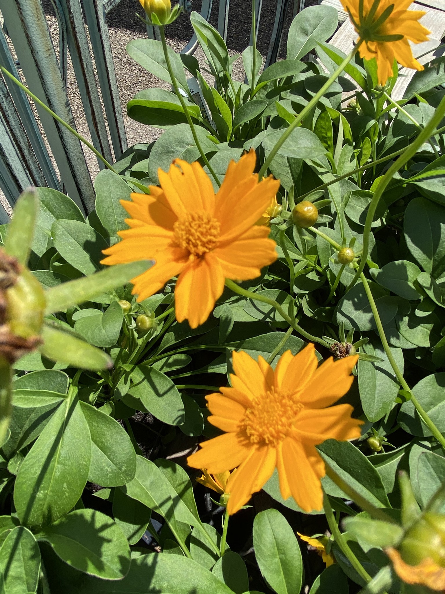 COREOPSIS, 'NANA', 1G