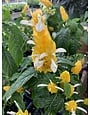 'YELLOW' SHRIMP PLANT, 1 GALLON