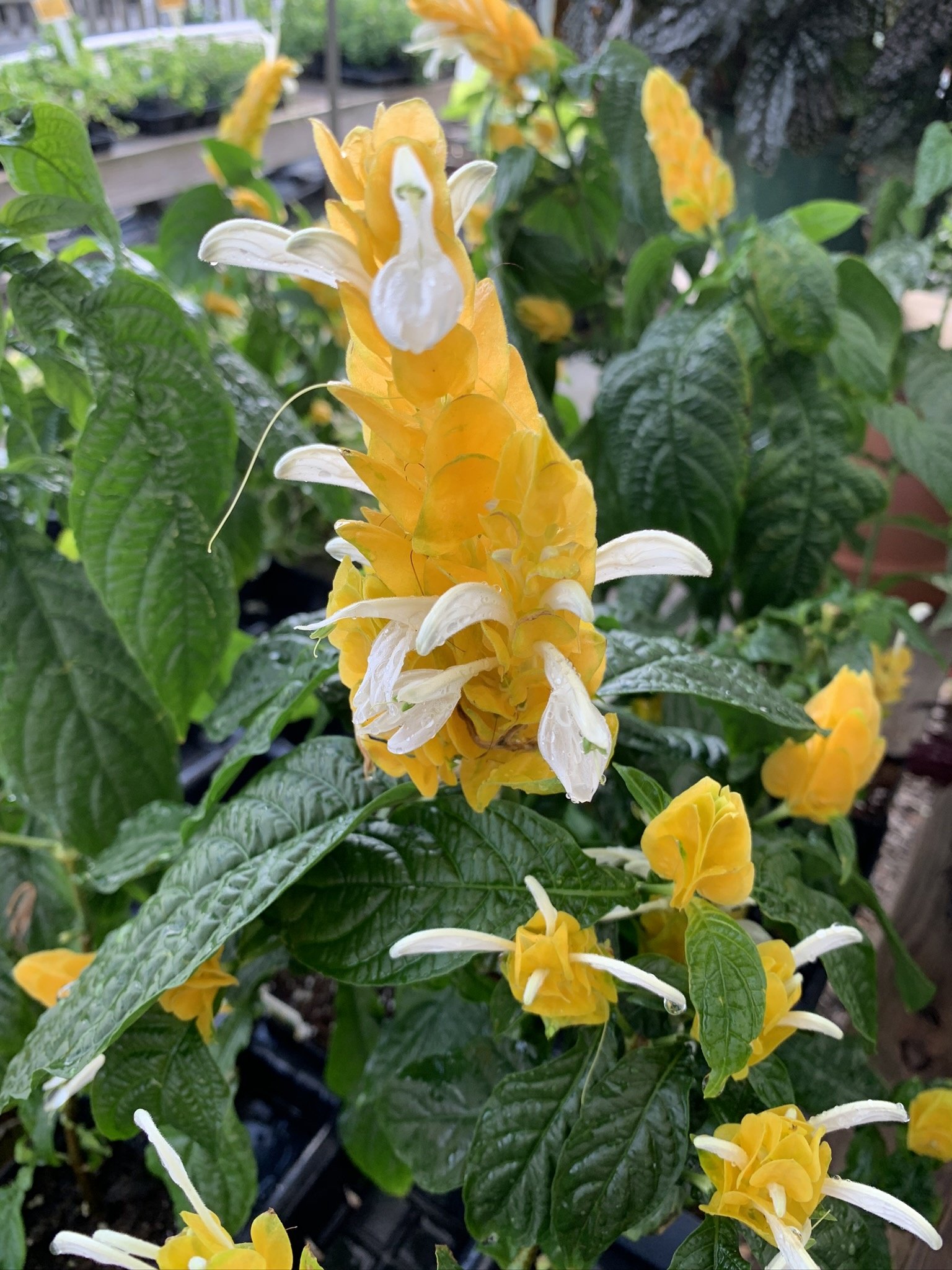 'YELLOW' SHRIMP PLANT, 1 GALLON