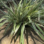 DIANELLA, WHITE VAR. (Flax Lily), 3G