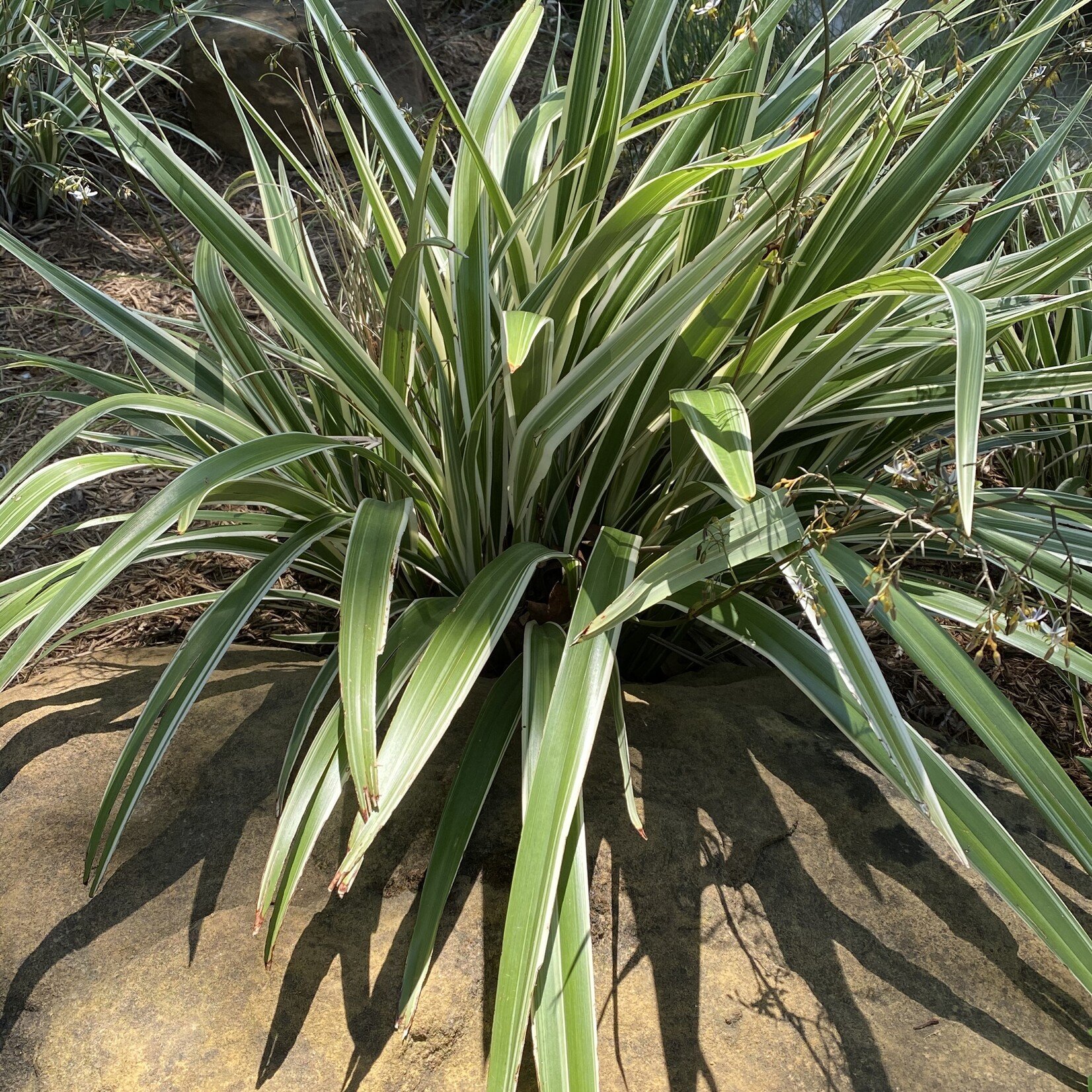 Photo of the entire plant of Flax Lily (Dianella caerulea Cassa