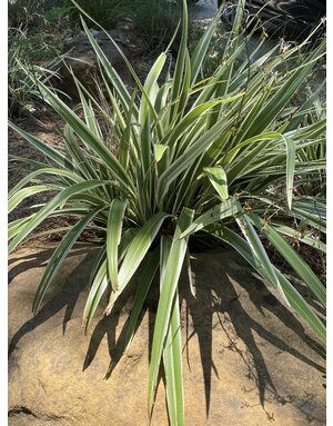 Dianella 'Flax Lily' 3G