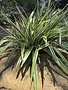 DIANELLA, 'FLAX LILY', 3G*