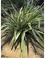 Flax Lily Dianella 3 Gallon - Dianella tasmanica