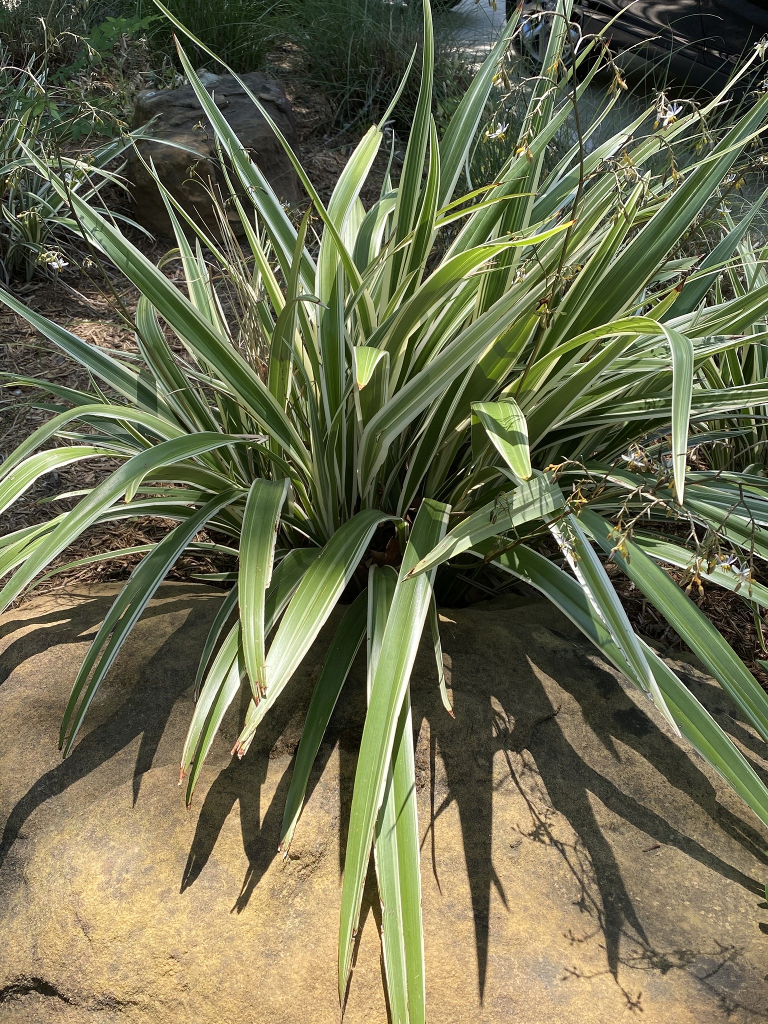 Flax Lily Dianella 3 Gallon - Dianella tasmanica