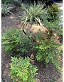 Flax Lily Dianella 3 Gallon - Dianella tasmanica