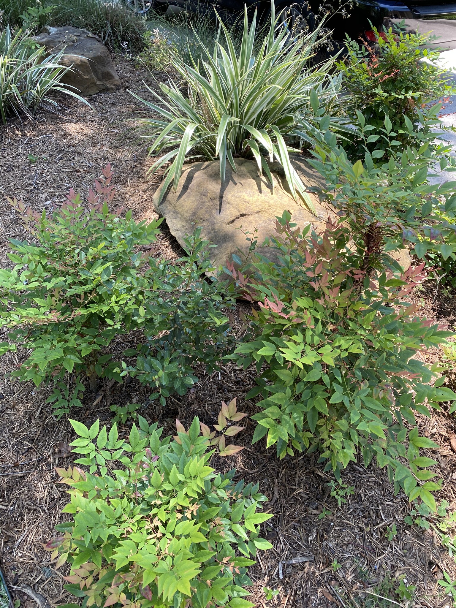 'FLAX LILY' DIANELLA, 3 GALLON