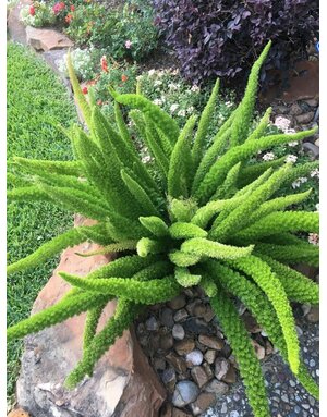 FERN, 'FOXTAIL', 3G.