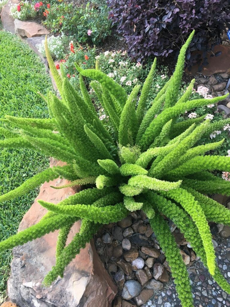 'FOXTAIL' FERN, 3 GALLON