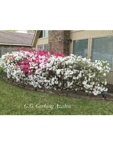 Azalea GG Gerbing White 3 Gallon