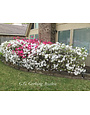 Azalea 'GG Gerbing' White 3 Gallon - Pure White Blooms