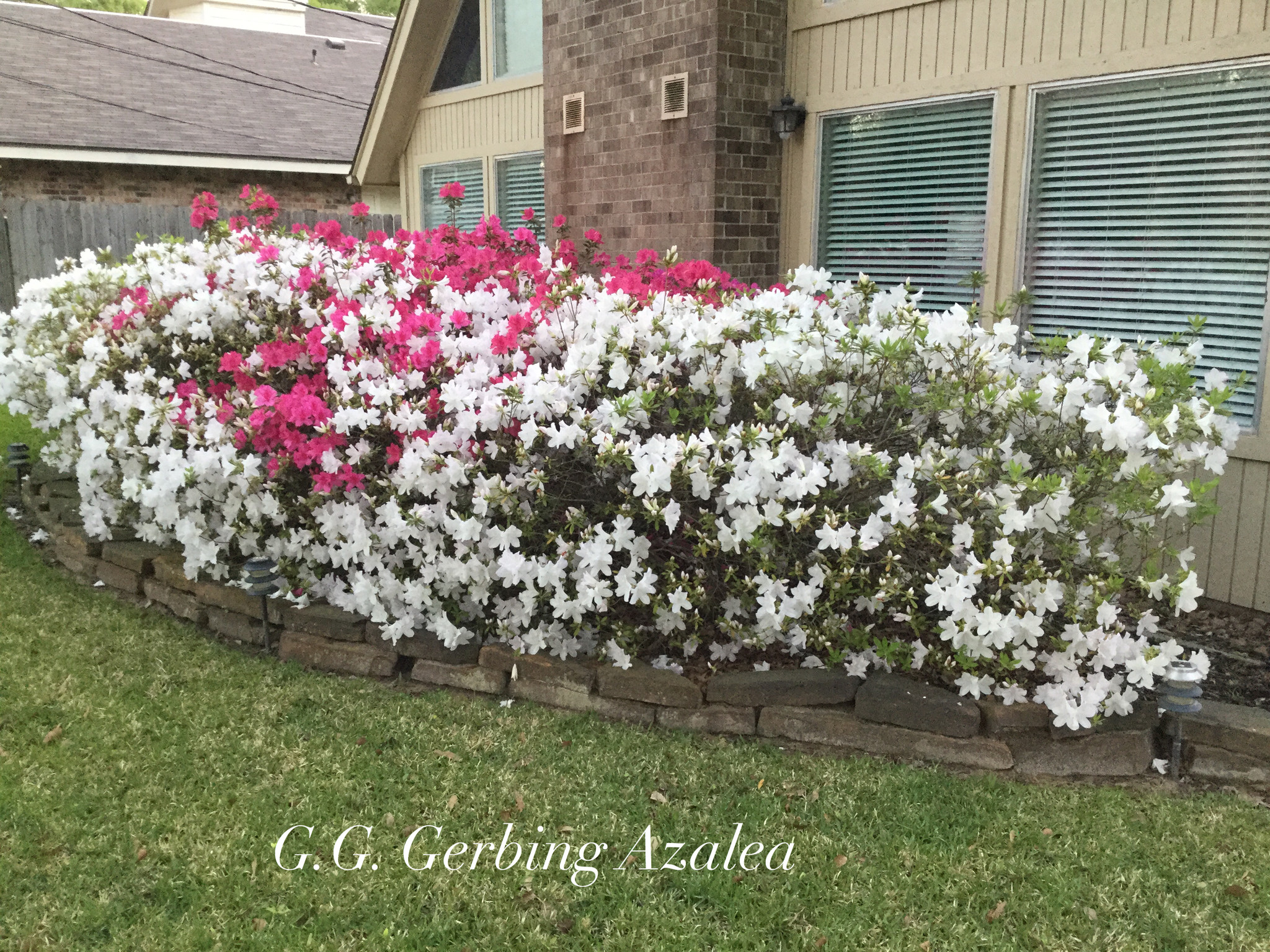 'G.G. GERBING' WHITE AZALEA, 3 GALLON