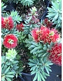 'LITTLE JOHN' BOTTLEBRUSH PLANT, 3 GALLON