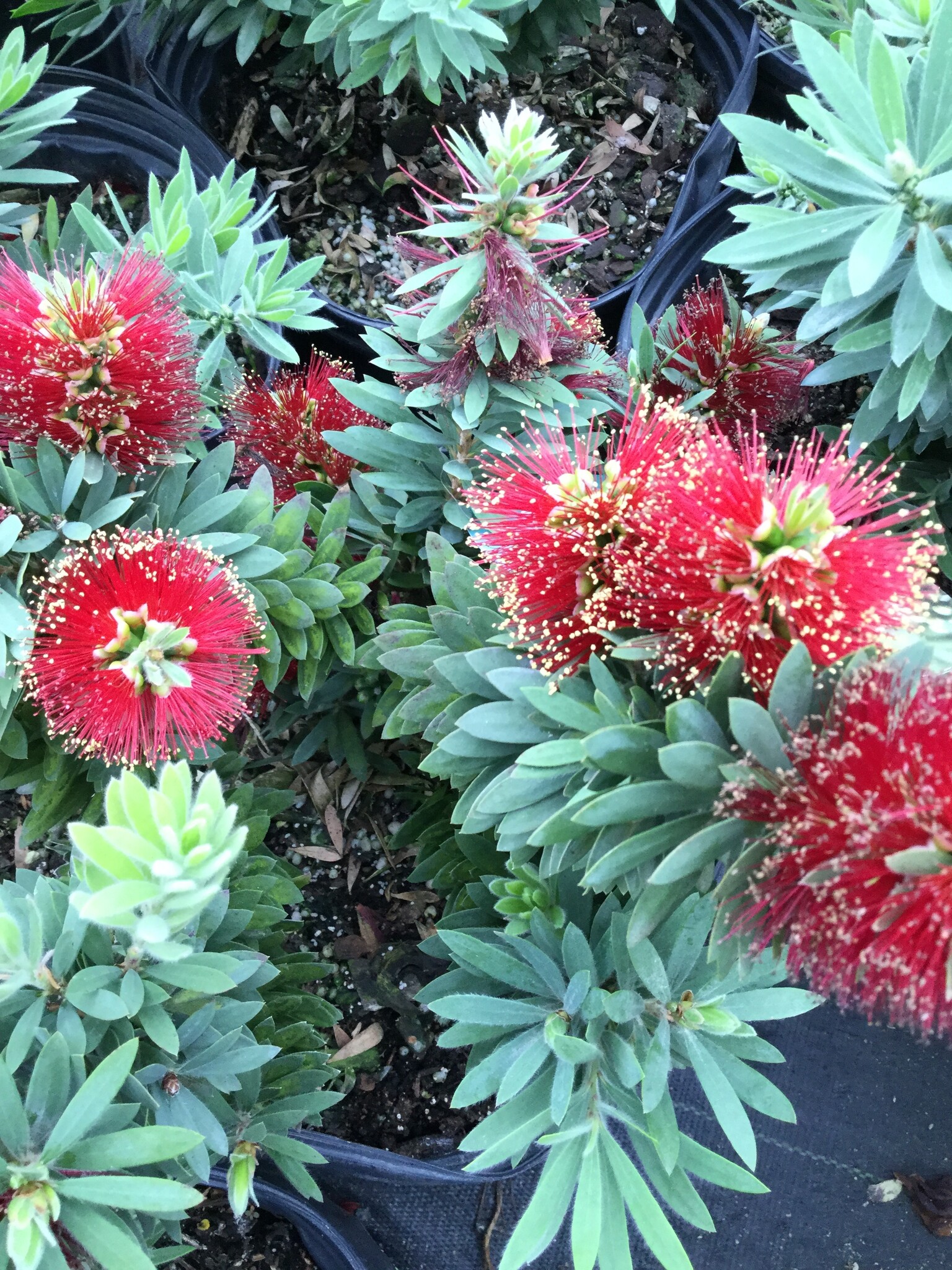 'LITTLE JOHN' BOTTLEBRUSH PLANT, 3 GALLON