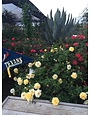ROSE, 'JULIA CHILD' (YELLOW), 3G