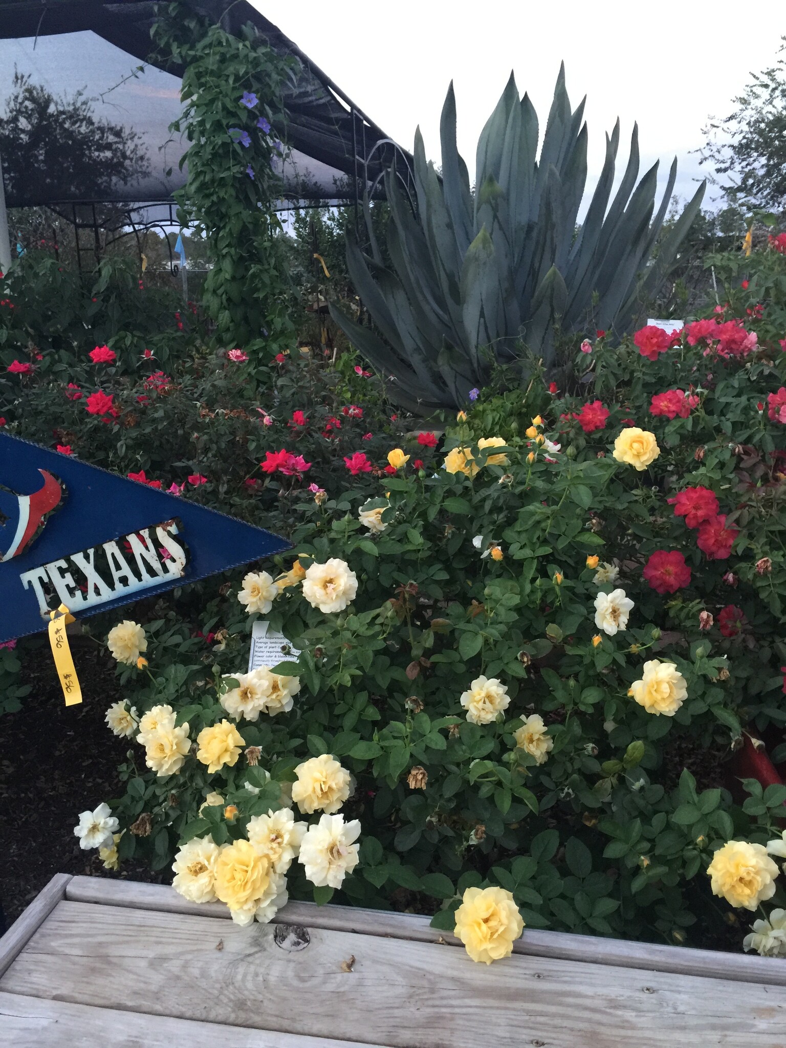 JULIA CHILD™ ROSE BUSH, 3 GALLON