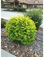 DURANTA, 'CUBAN GOLD' 1G