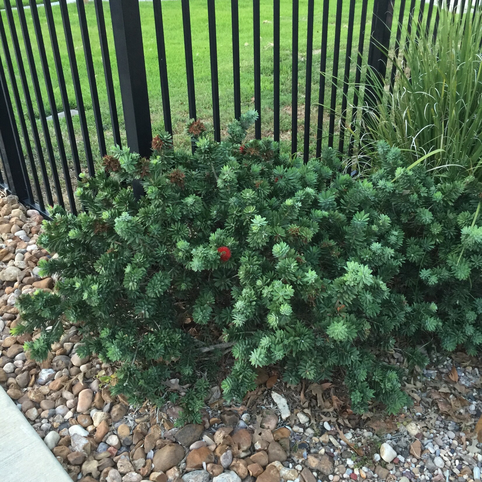 Watering Bottlebrush