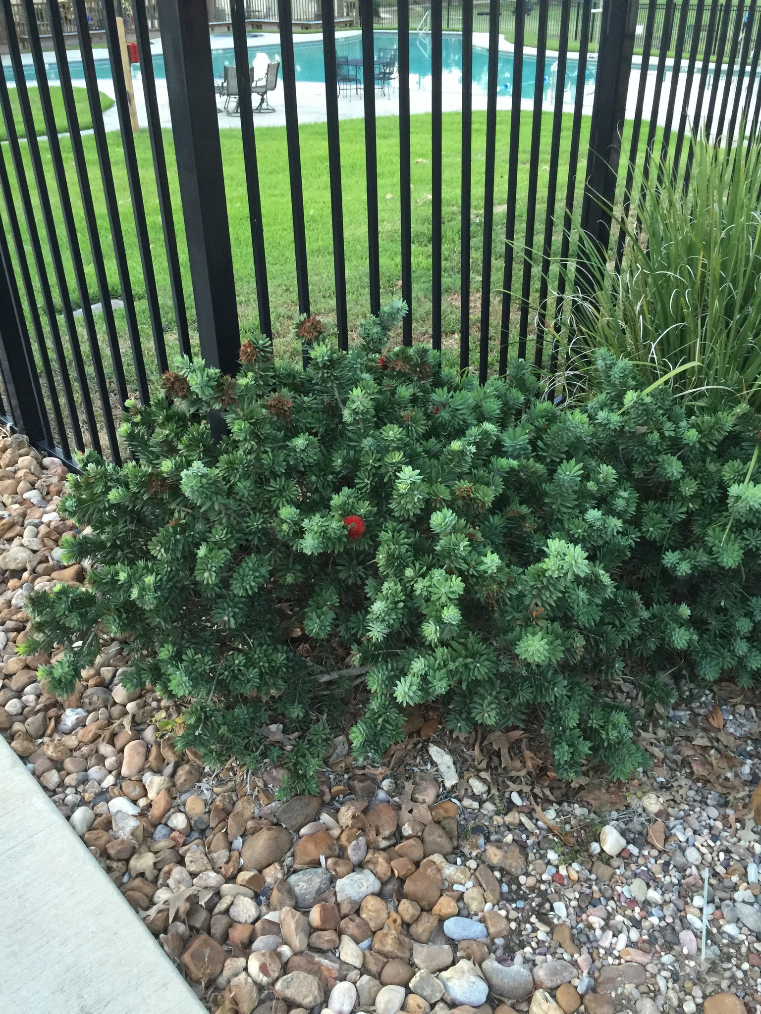 Bottlebrush ‘Little John’ – Compact Red Blooming Shrub (3 Gallon)