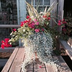DICHONDRA, 'SILVER FALLS', 1G