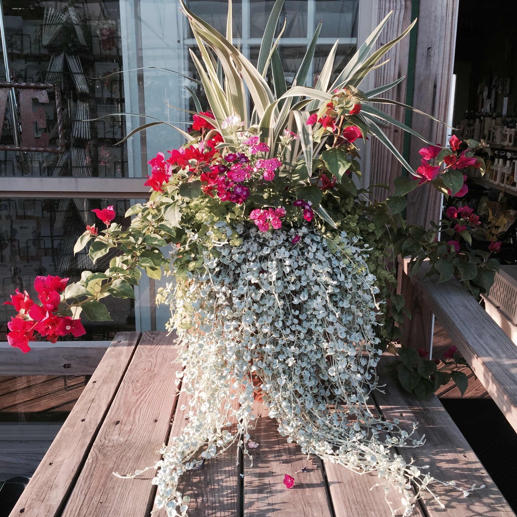 DICHONDRA, 'SILVER FALLS', 1G