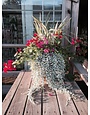 SILVER FALLS DICHONDRA, 1 GALLON